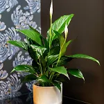 Apartamento Nowowiejska By Renters Varsovia