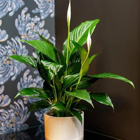 Lejlighed Nowowiejska By Renters Warszawa